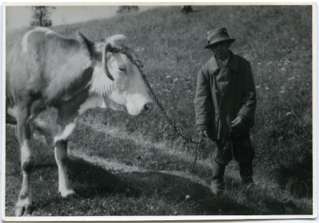 Roun Josef alias Jobek na pastvě