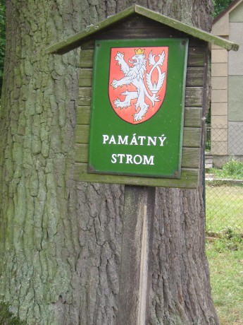 Krásný dub u parkoviště